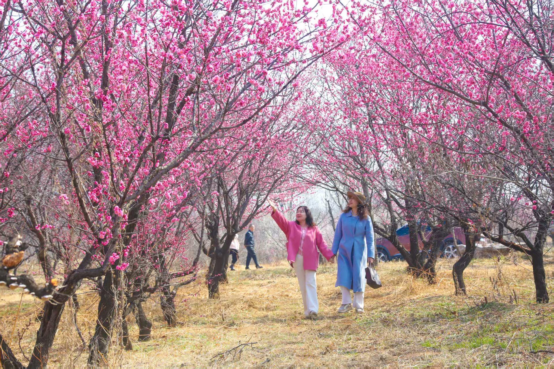 建设世界文化旅游名城丨春有约 花不误