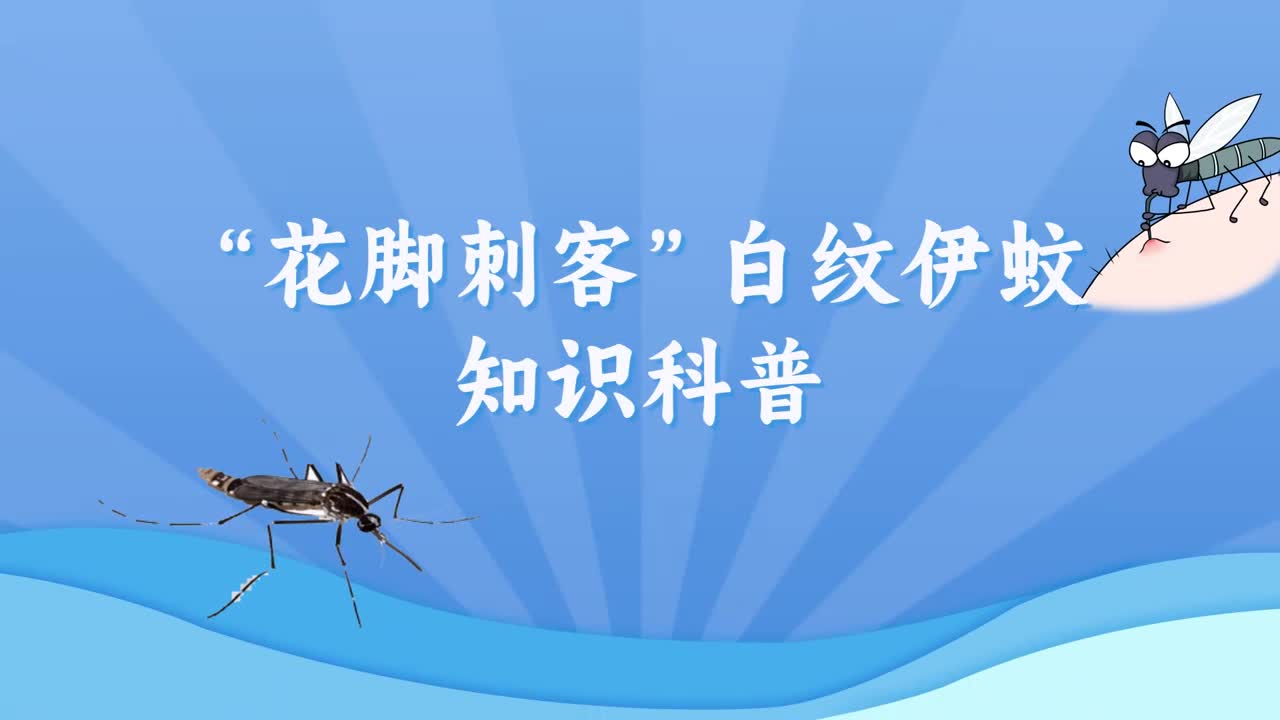 “花脚刺客”白纹伊蚊知识科普