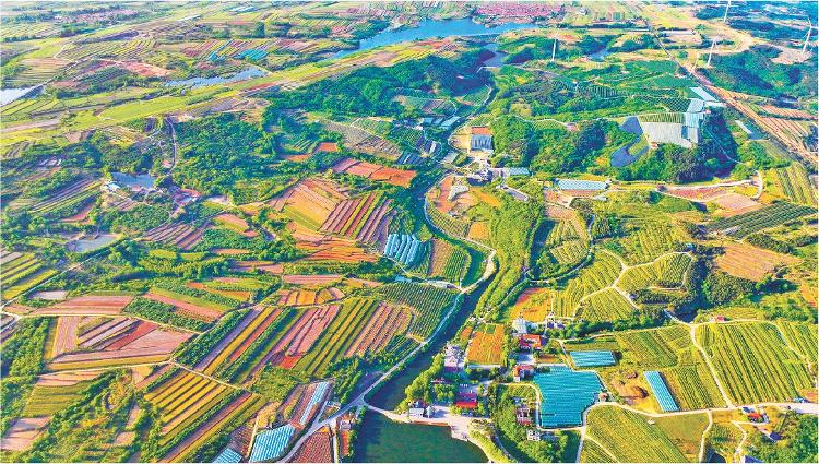 从“单打独斗”到“攥指成拳” 山东片区化推进乡村振兴的现实选择