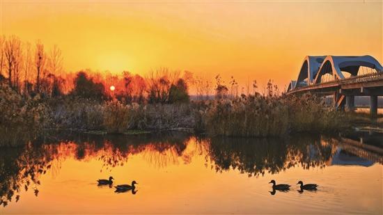 冬临泗河湾 水鸟待寒至