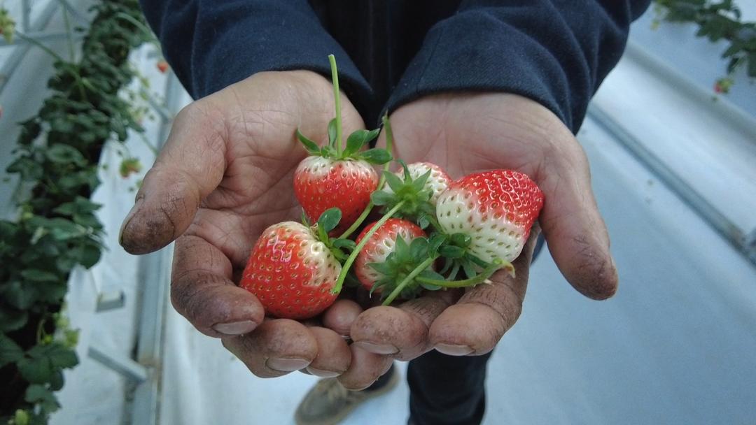 新春走基层丨海拔4394米，雪山下的草莓红了