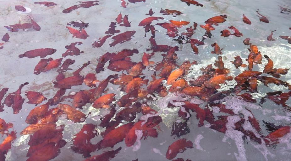 新春走基层·边疆万里行⑧丨跨越山海驯鱼记