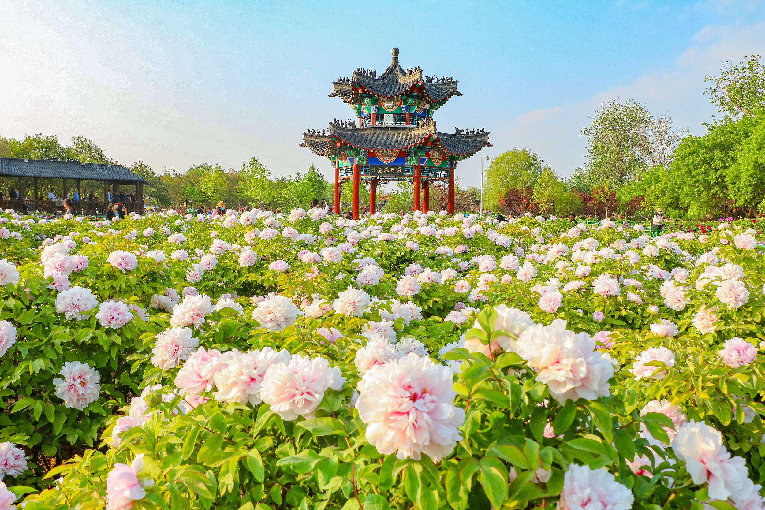 闪电评论 | 一朵花如何“叫醒”一座城？