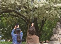 百年流苏 满树白雪