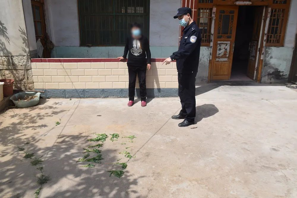 南辛派出所拘留一名非法种植毒品原植物人员.jpg