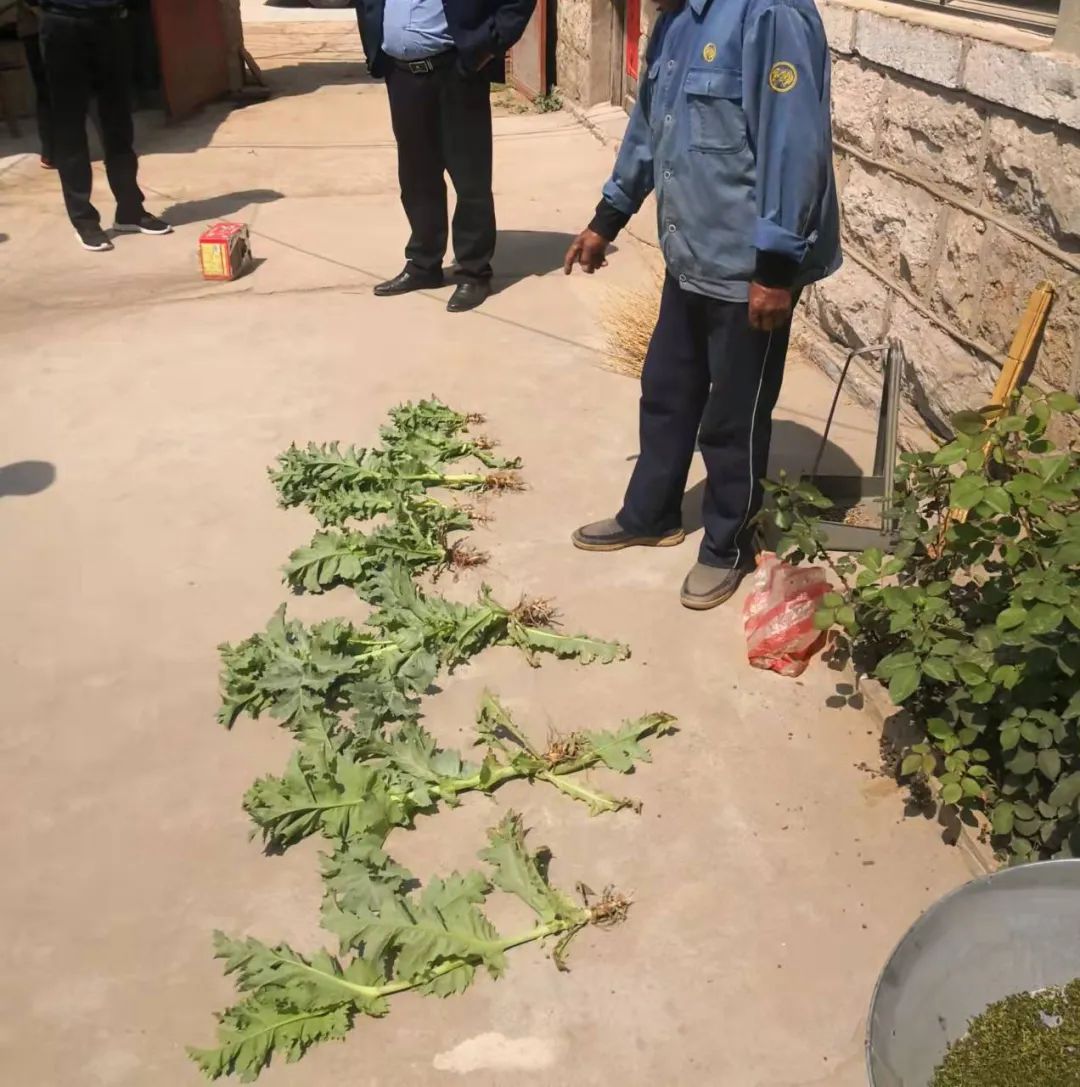 息陬派出所行政拘留一名非法种植罂粟的人员.jpg