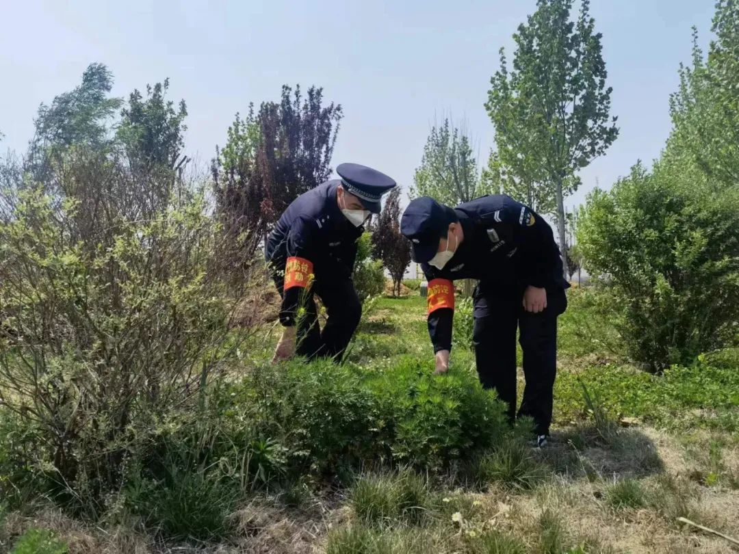 高铁新区派出所开展禁止罂粟种植踏查行动2.jpg