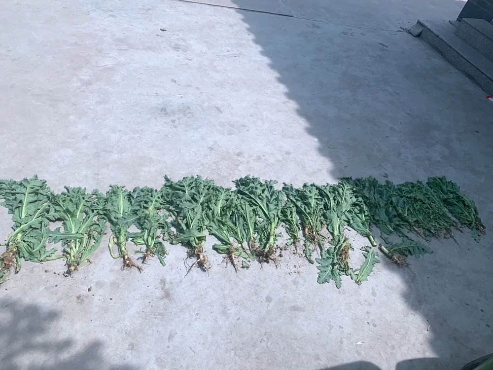 王庄派出所行政拘留一名非法种植罂粟人员.jpg
